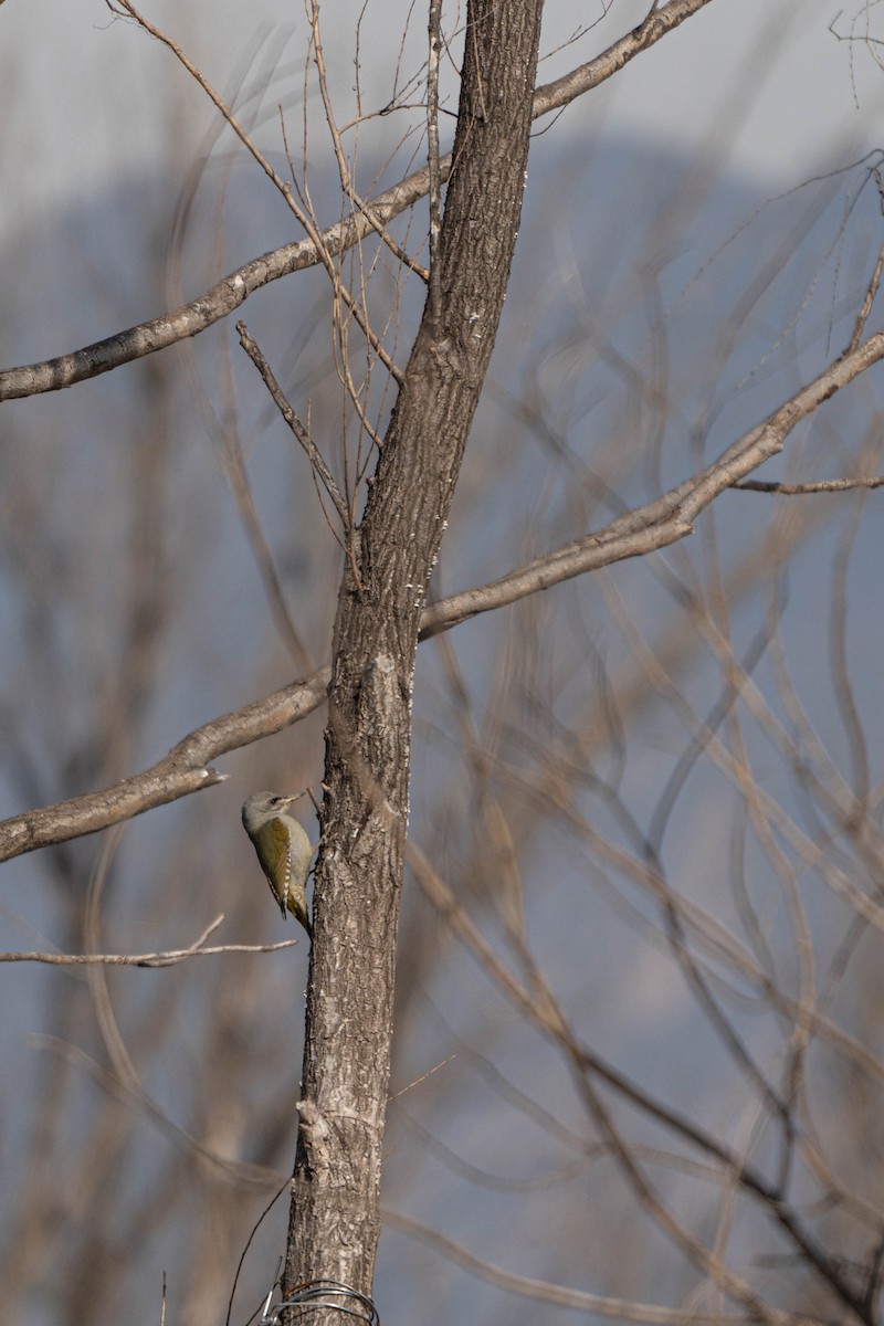 Gray-headed Woodpecker - ML625518149