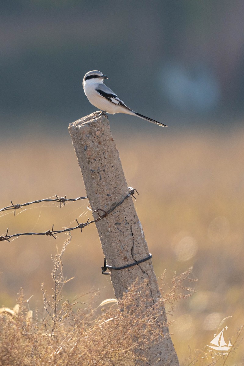 Chinese Gray Shrike - ML625518154