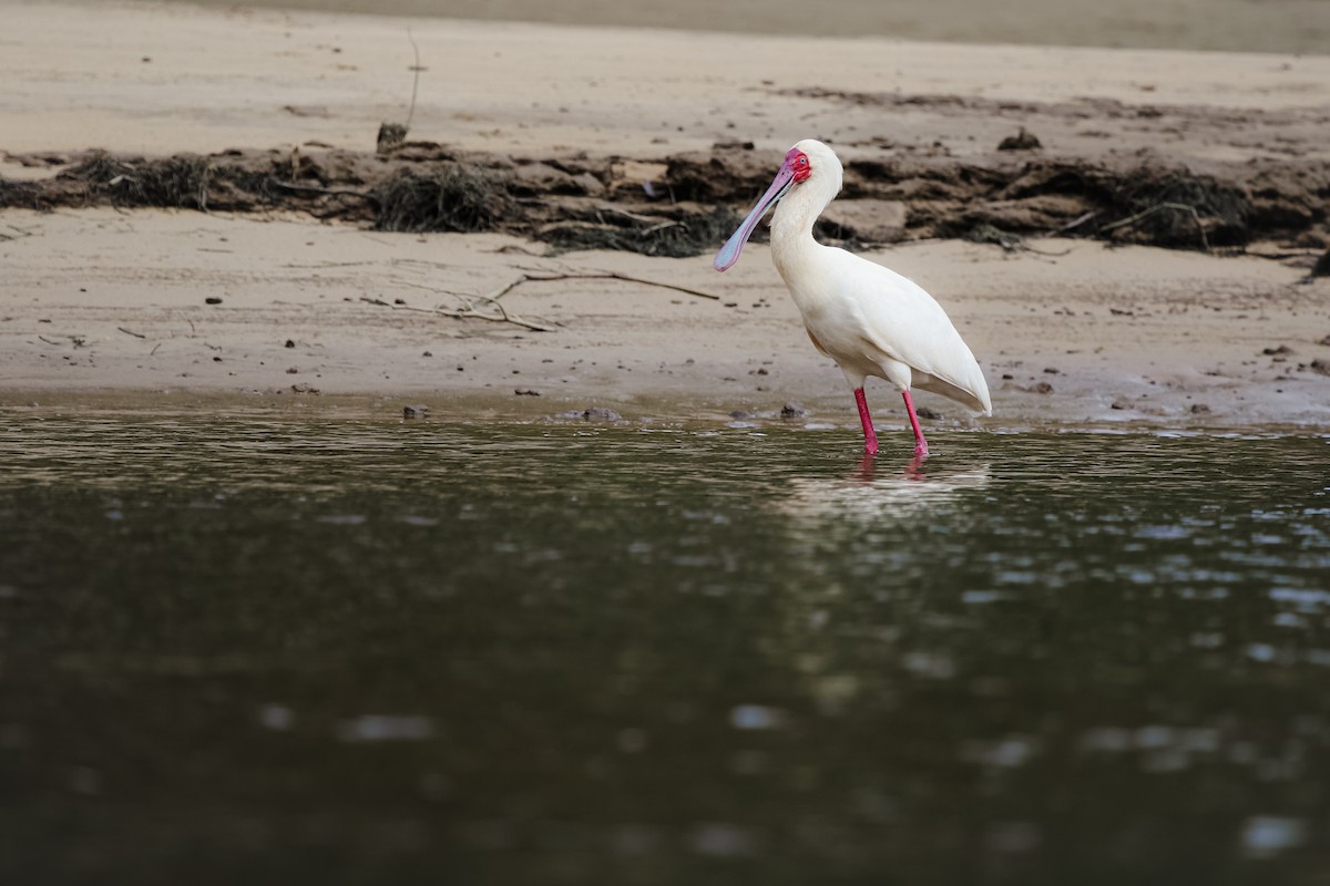 アフリカヘラサギ - ML625518220