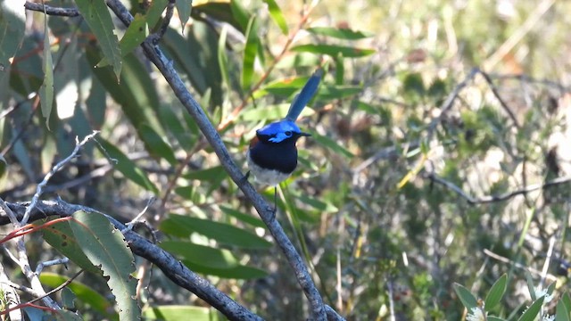 Mérion à gorge bleue - ML625518301