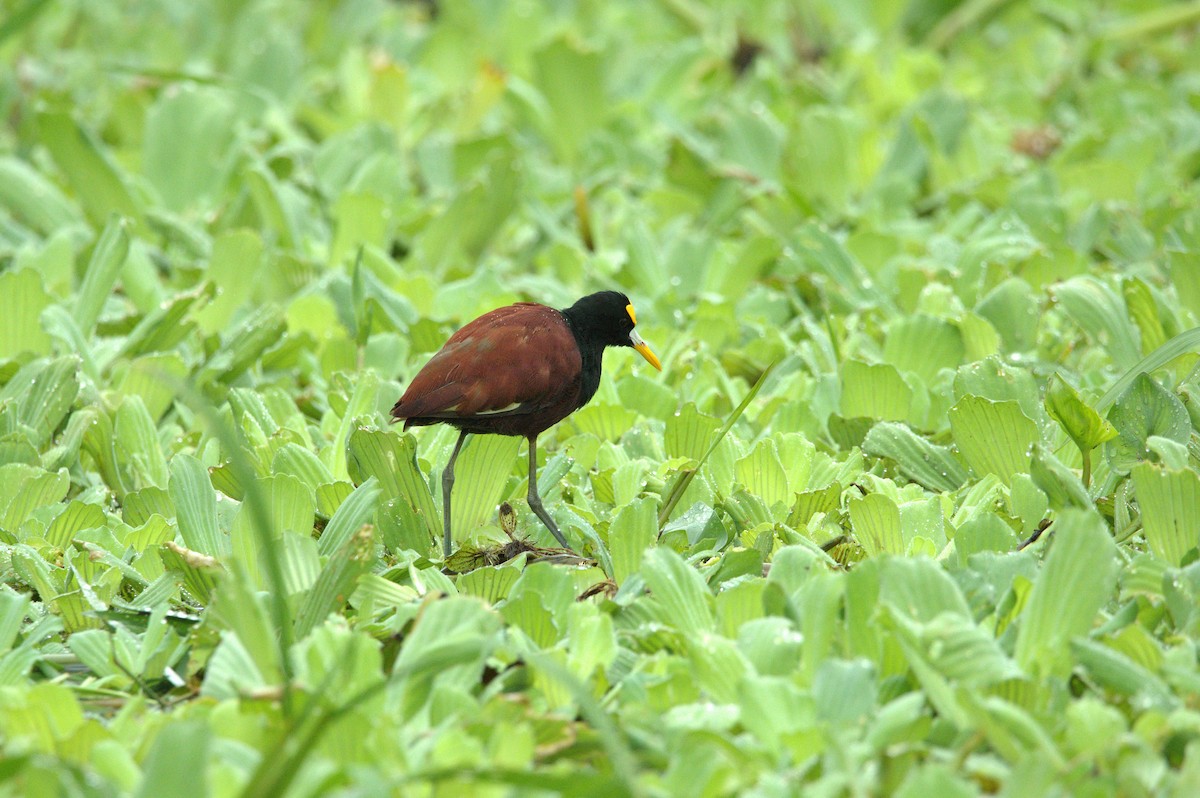 Northern Jacana - ML625518447