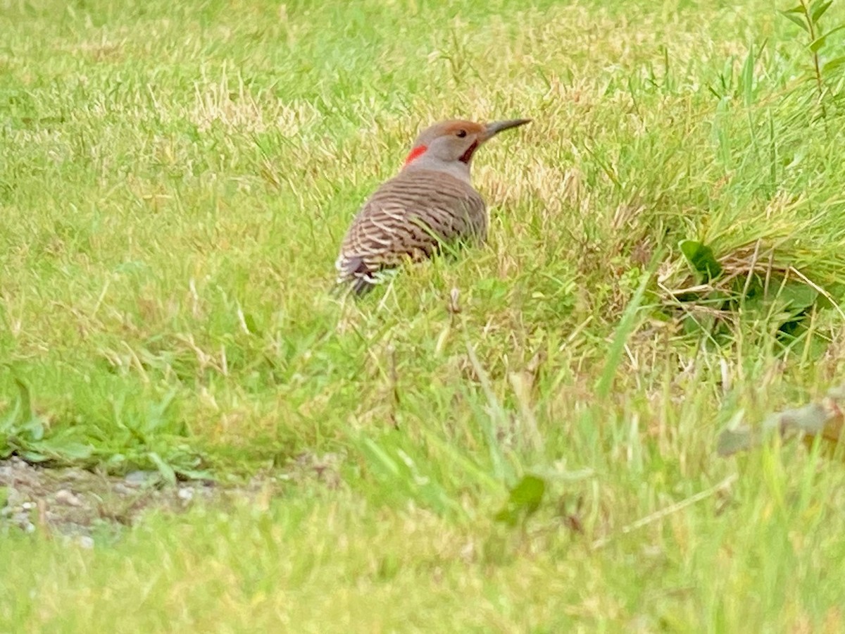 Northern Flicker (Yellow-shafted x Red-shafted) - ML625518454