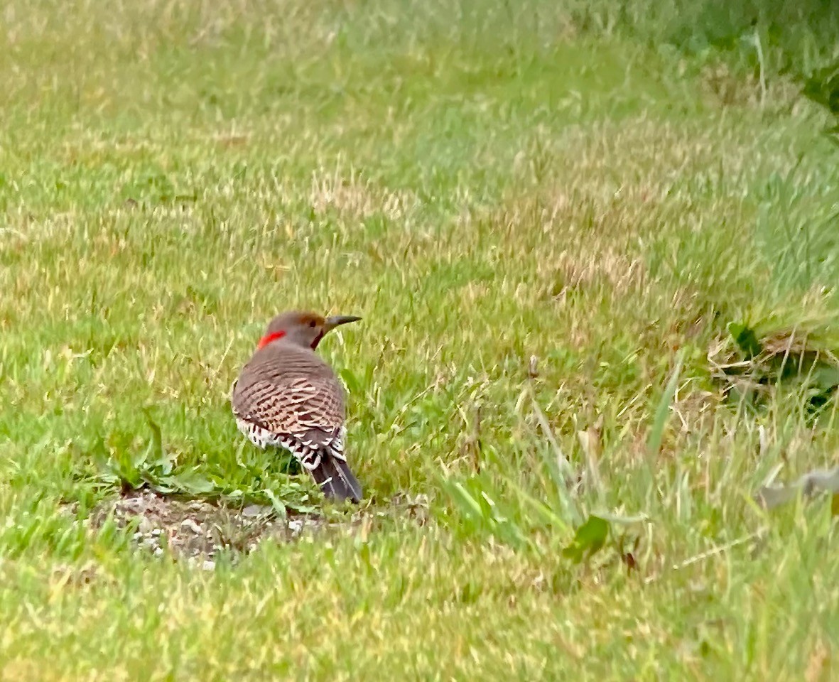 Northern Flicker (Yellow-shafted x Red-shafted) - ML625518470