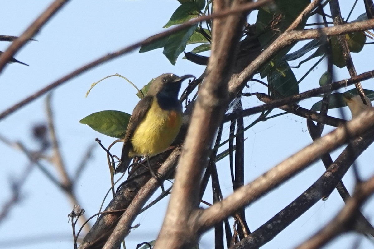 Apricot-breasted Sunbird - ML625518513