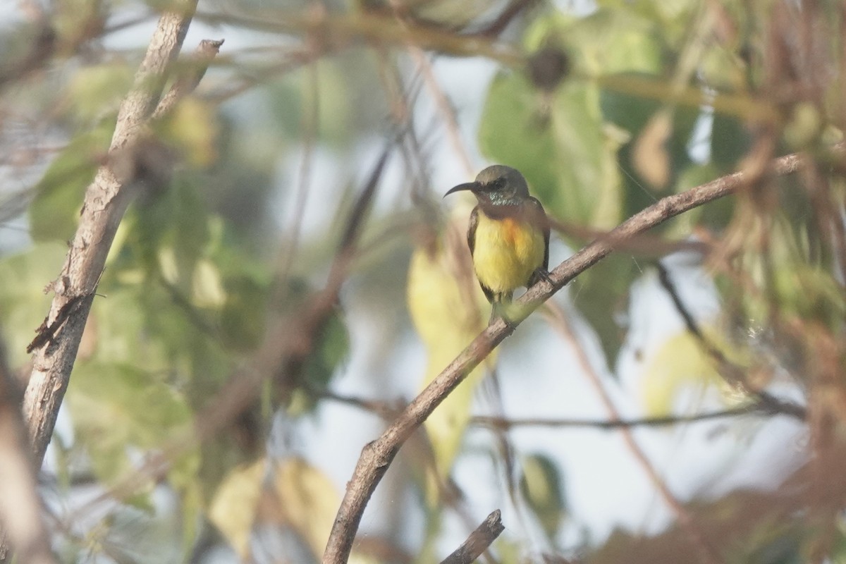 Apricot-breasted Sunbird - ML625518526