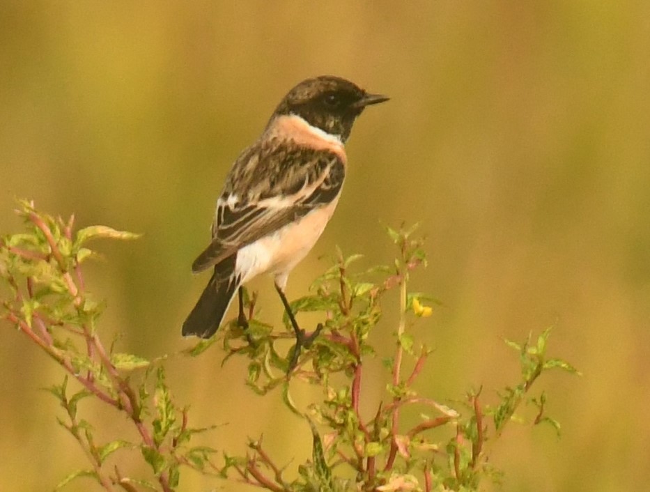 Siberian Stonechat - Mohanan Choron