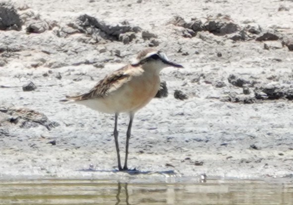 Kittlitz's Plover - ML625518608