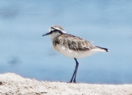 Kittlitz's Plover - ML625518609