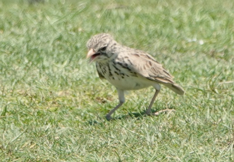 Madagascar Lark - ML625518666