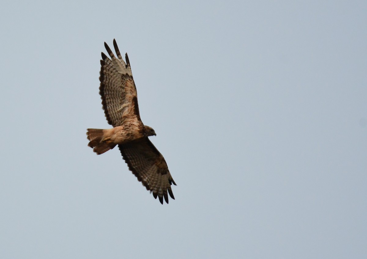 Red-tailed Hawk - ML625518740