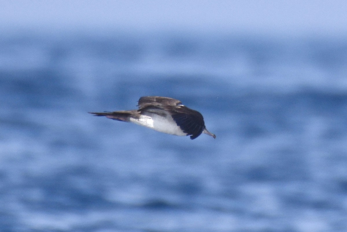 Wedge-tailed Shearwater - ML625518852