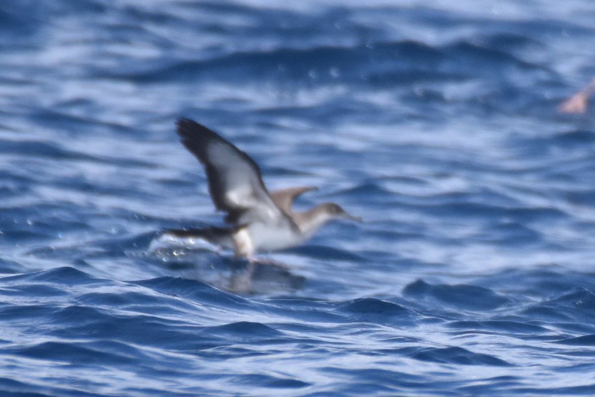 Wedge-tailed Shearwater - ML625518854