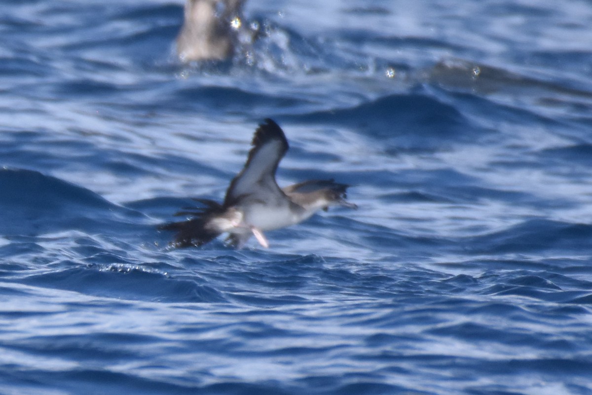 Wedge-tailed Shearwater - ML625518855