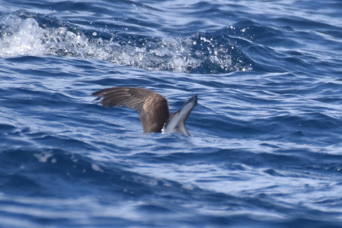 Wedge-tailed Shearwater - ML625518856