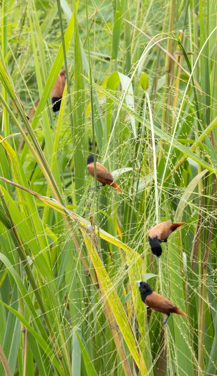 Chestnut Munia - Soo sing Loke