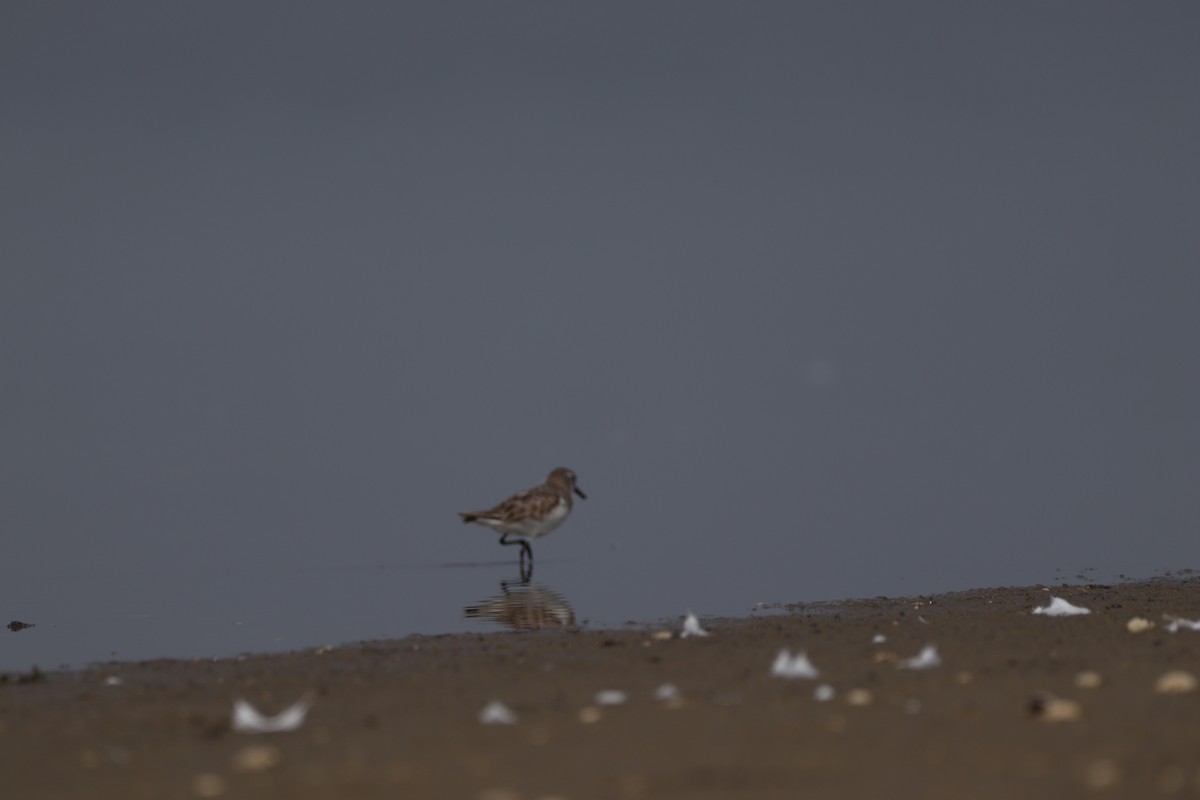 Little Stint - Teja Yantrapalli