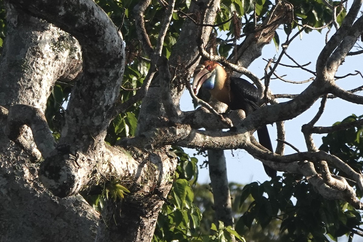 Sumba Hornbill - ML625519222