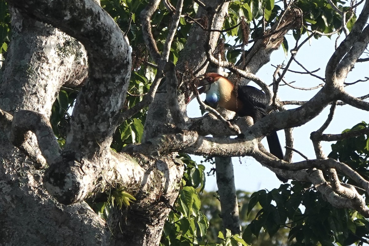 Sumba Hornbill - ML625519229