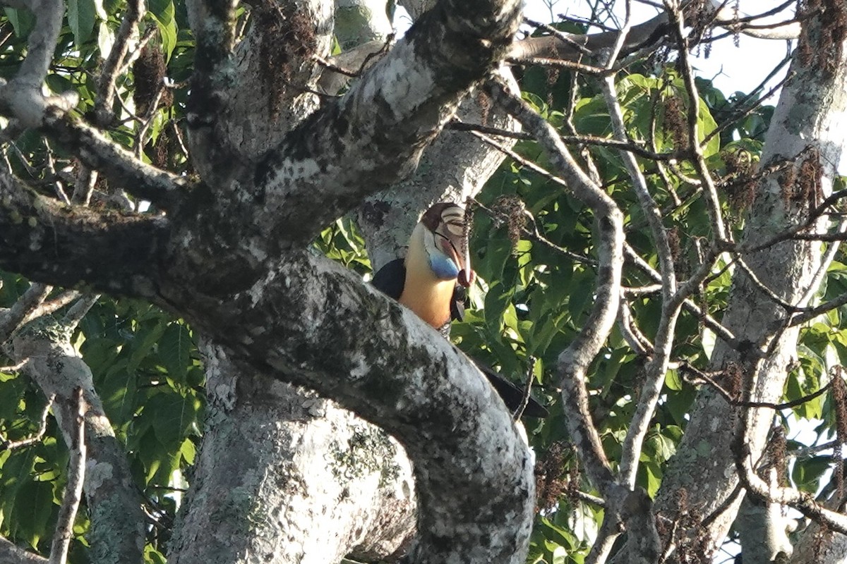 Sumba Hornbill - ML625519233
