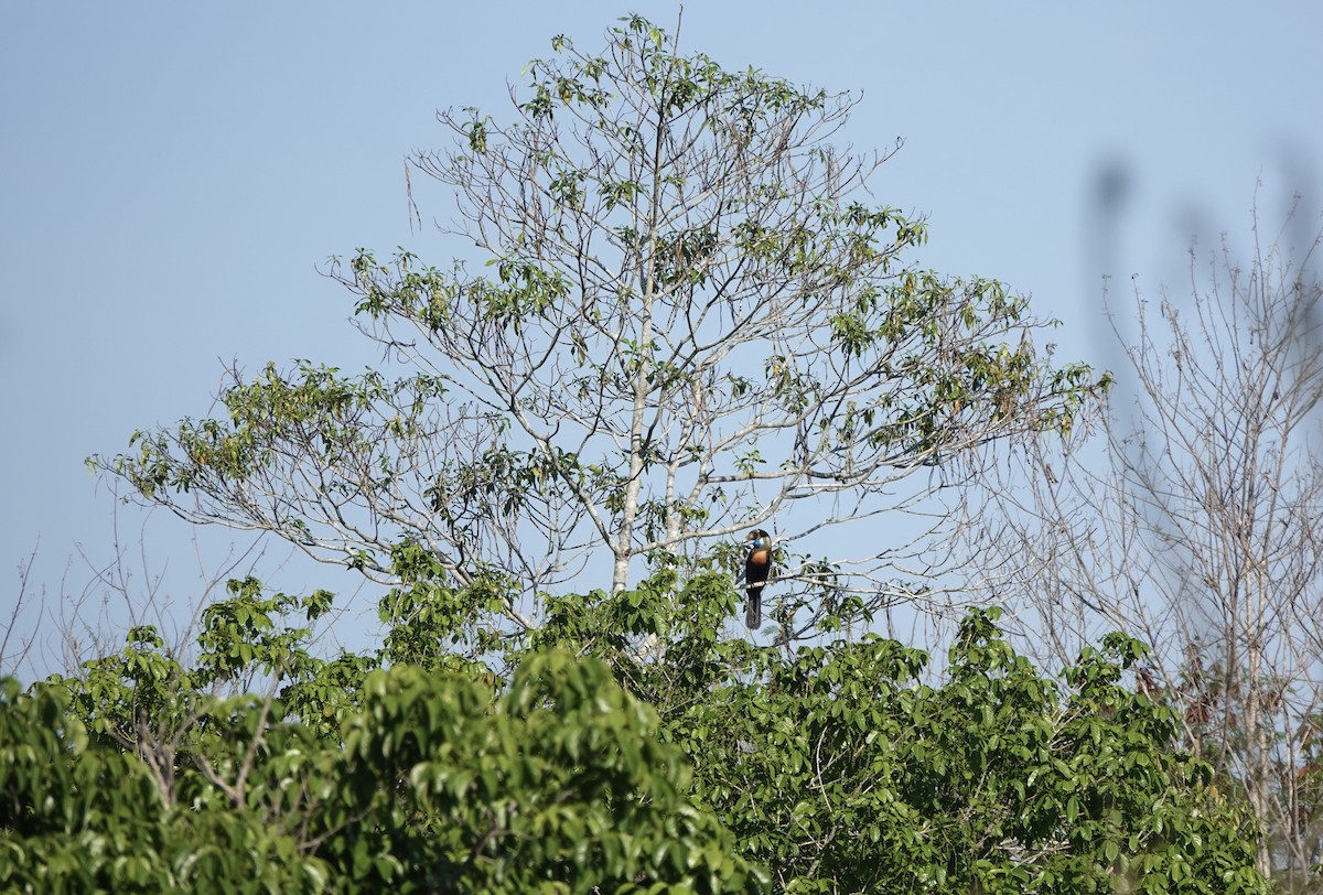 Sumba Hornbill - ML625519239