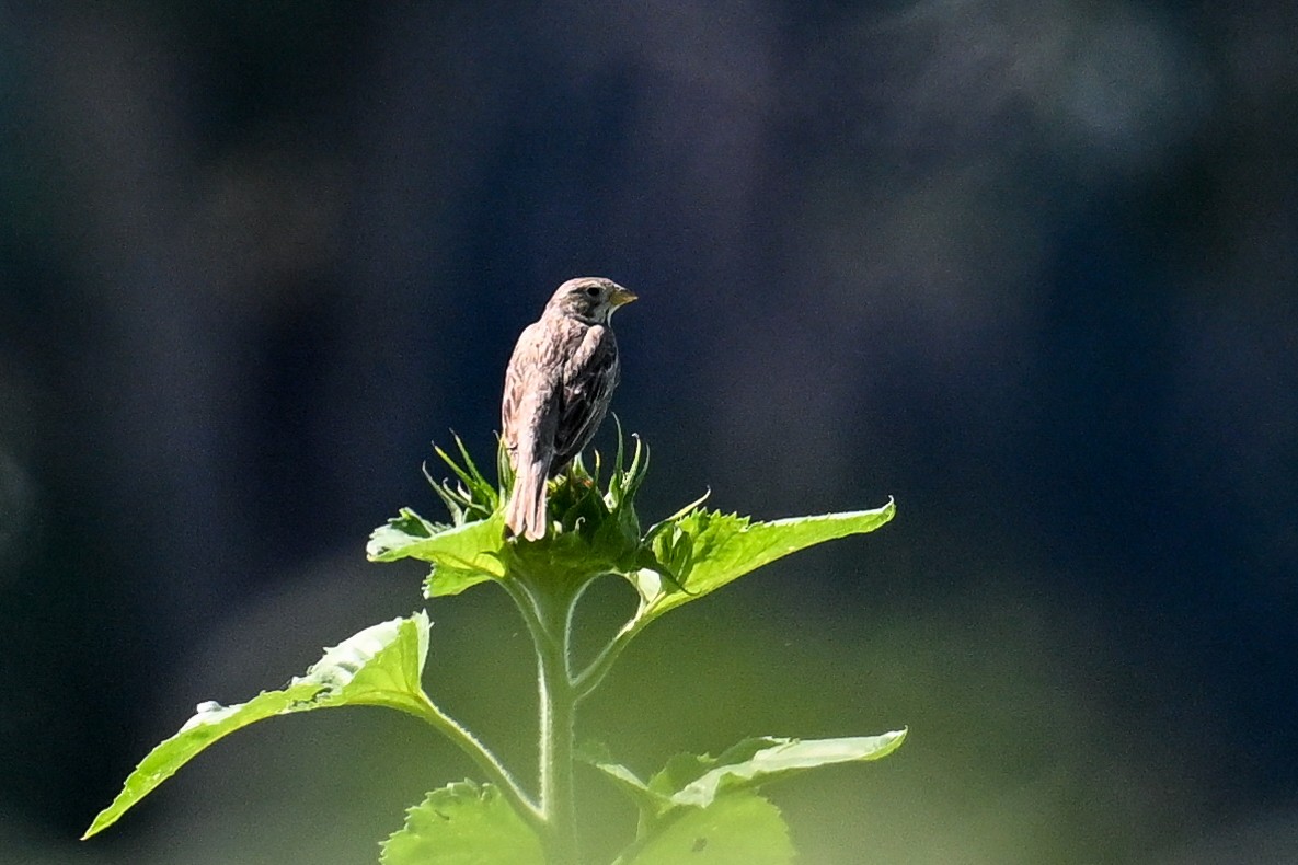 Corn Bunting - ML625519270