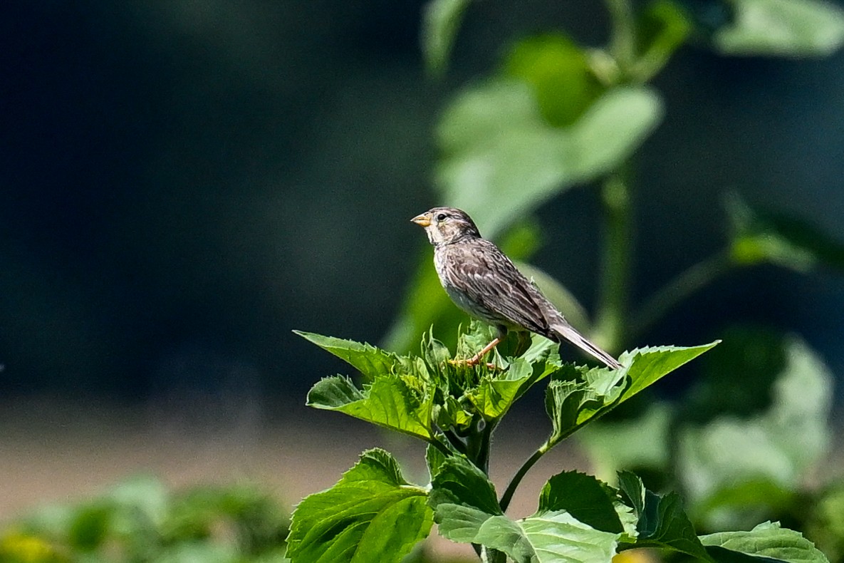 Corn Bunting - ML625519286