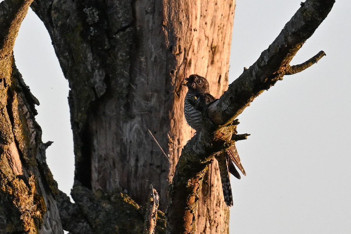 Эгэл хөхөө - ML625519302