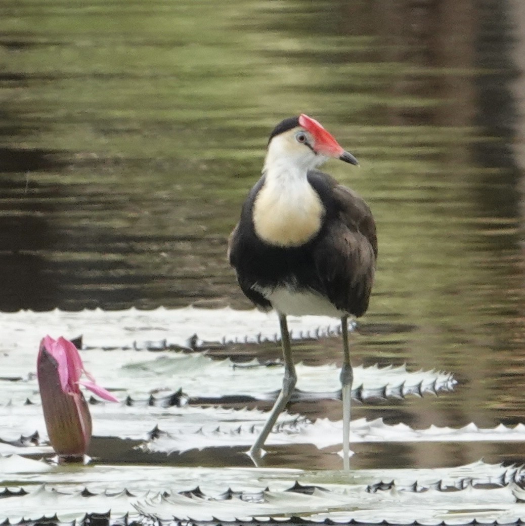 Comb-crested Jacana - ML625519306