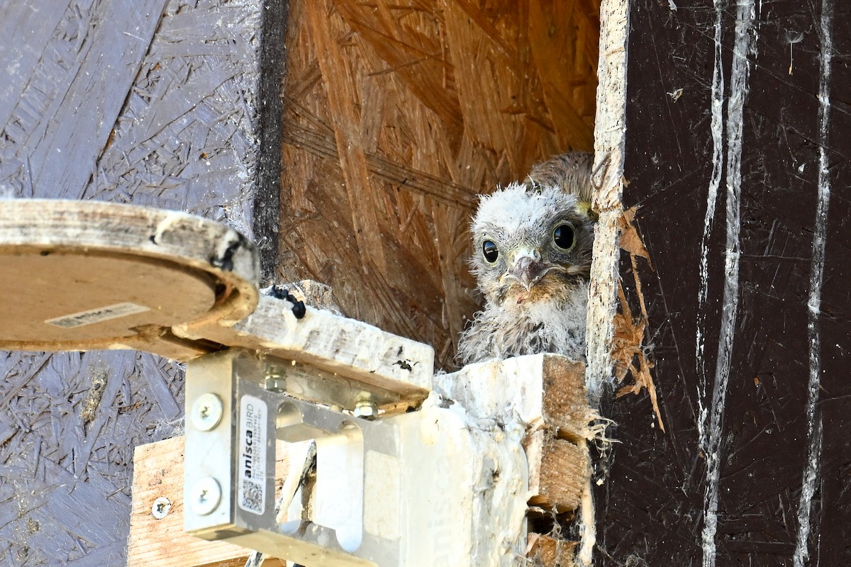 Начин шонхор - ML625519321