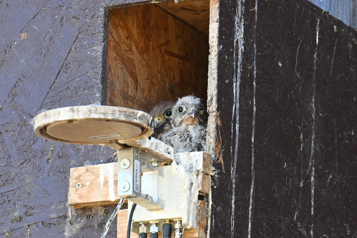 Начин шонхор - ML625519330