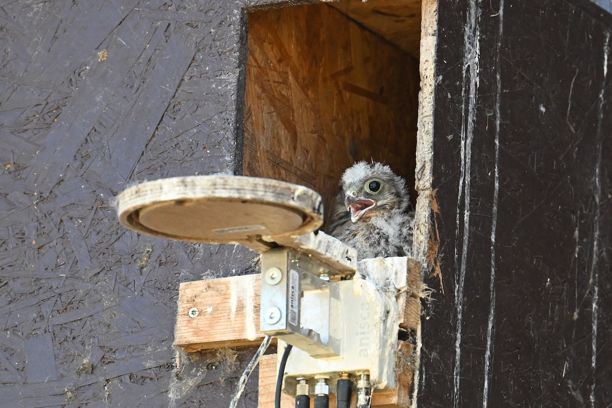 Начин шонхор - ML625519331