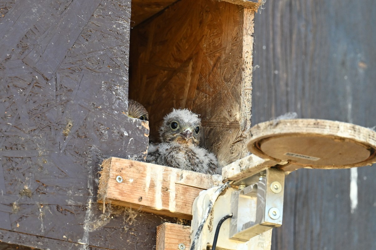 Начин шонхор - ML625519332