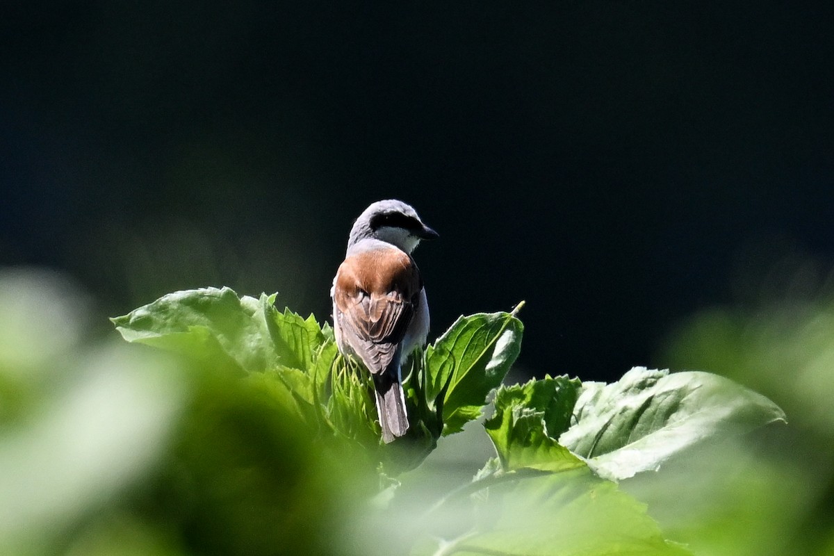 Улбар нуруут дунхай - ML625519345