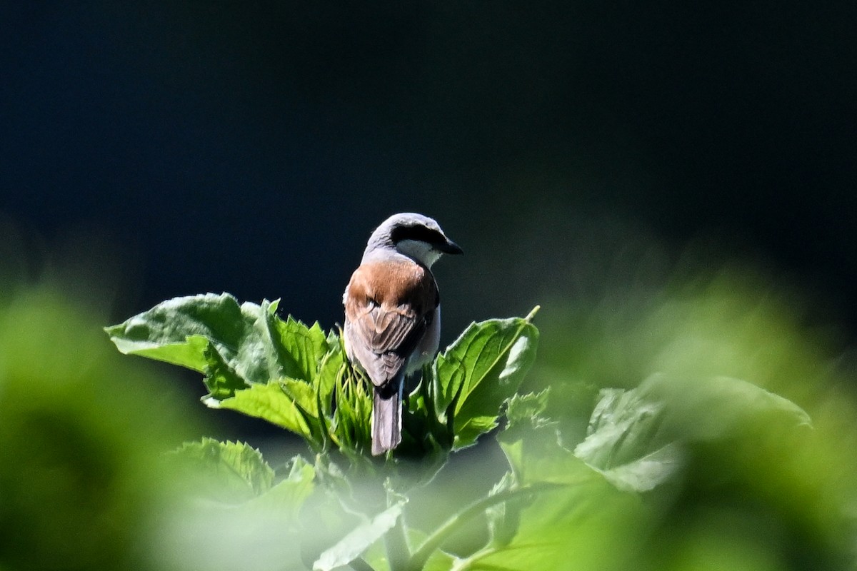 Улбар нуруут дунхай - ML625519353