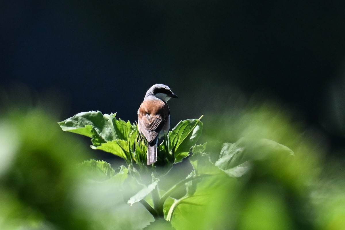 Улбар нуруут дунхай - ML625519354