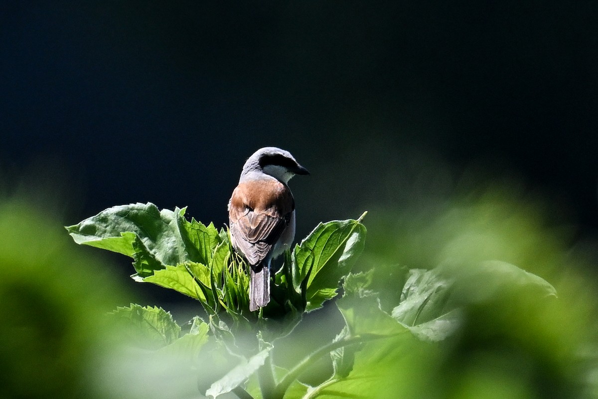 Улбар нуруут дунхай - ML625519357