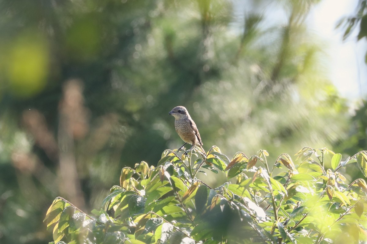 Gray-backed Shrike - ML625519359