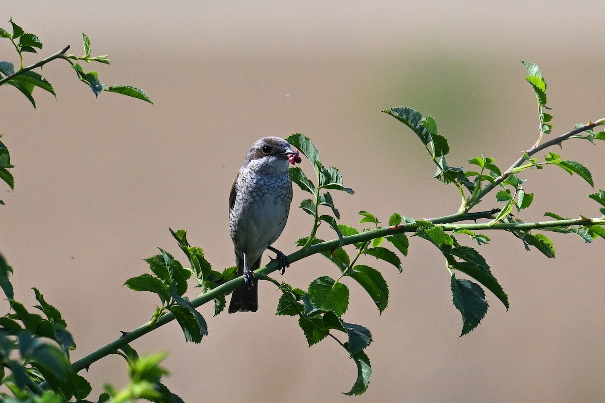 Улбар нуруут дунхай - ML625519364