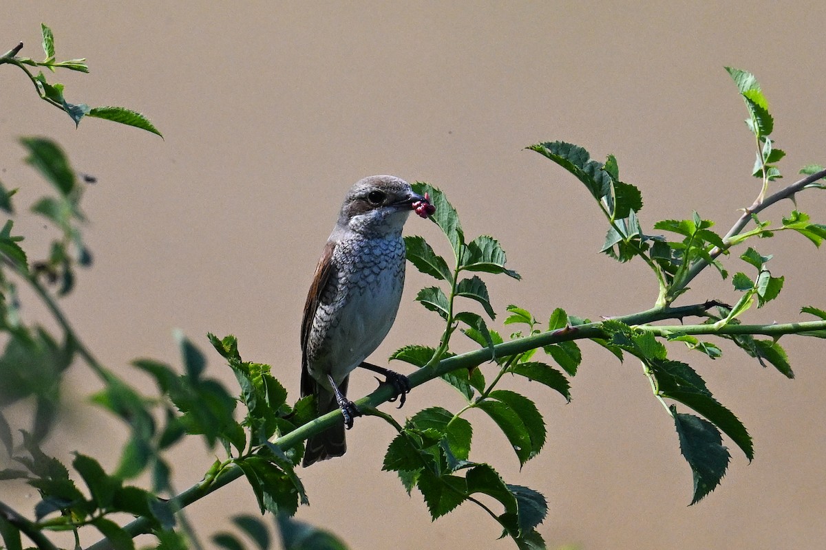 Улбар нуруут дунхай - ML625519365
