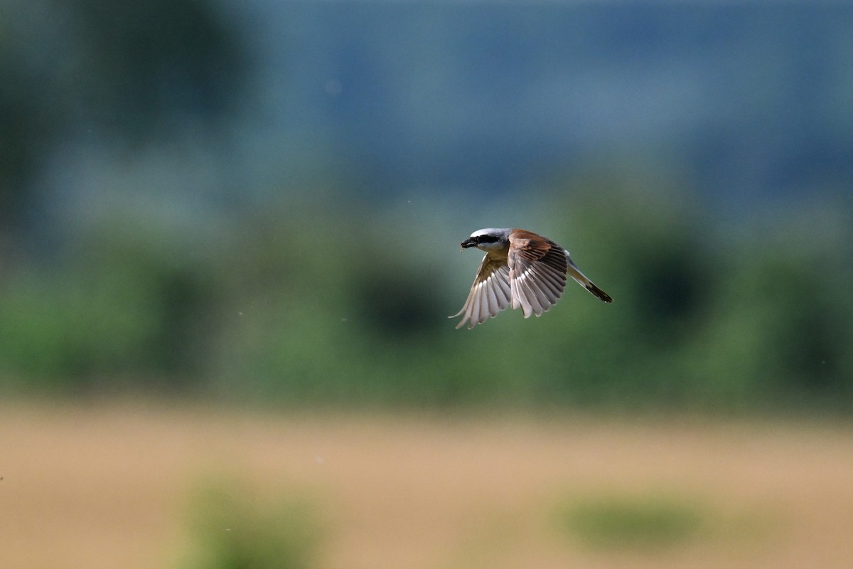 Улбар нуруут дунхай - ML625519372