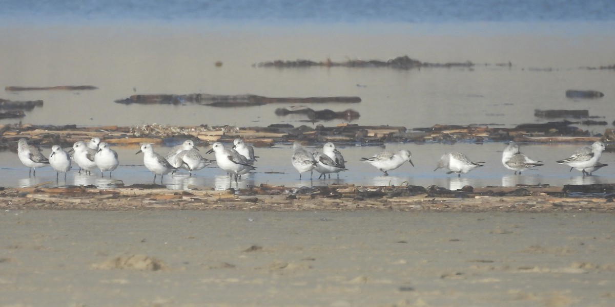 Гурвалж элсэг - ML625519426