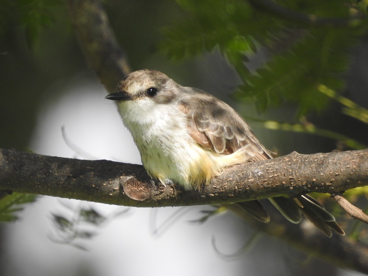 Vermilion Flycatcher - ML625519442