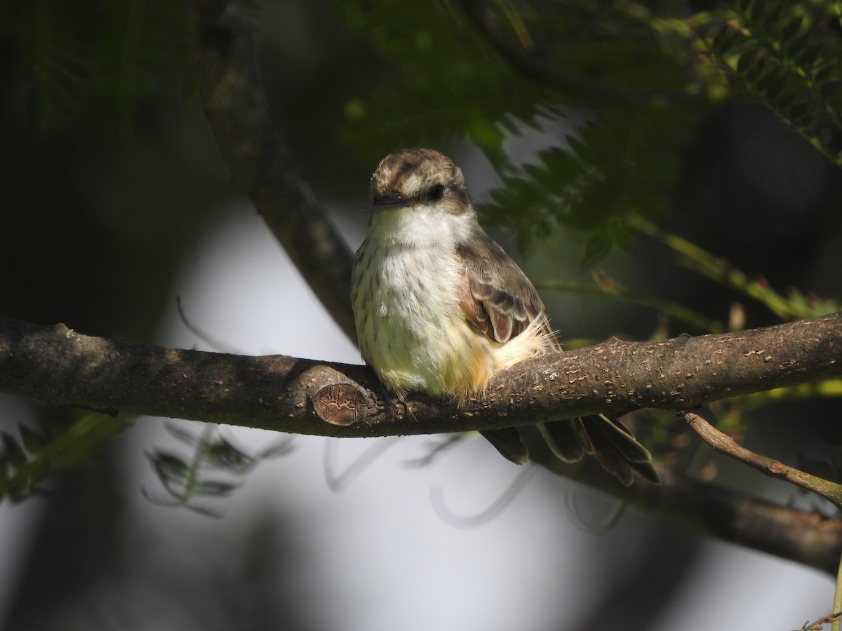 Vermilion Flycatcher - ML625519460