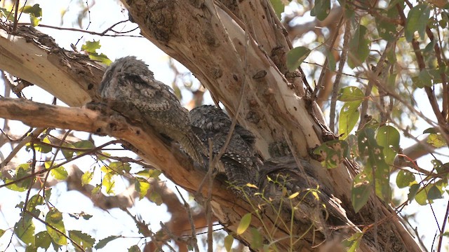 Tawny Frogmouth - ML625519539