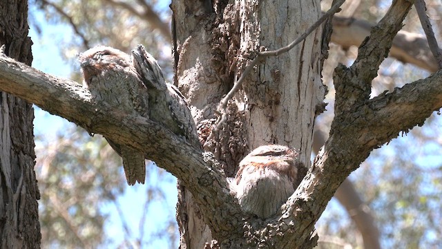 Tawny Frogmouth - ML625519547