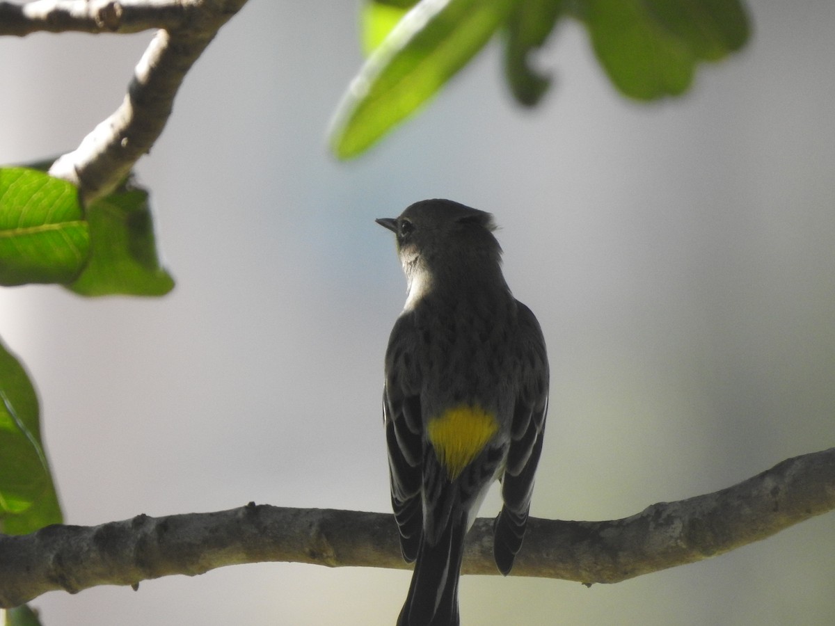 Yellow-rumped Warbler (Audubon's) - ML625519590