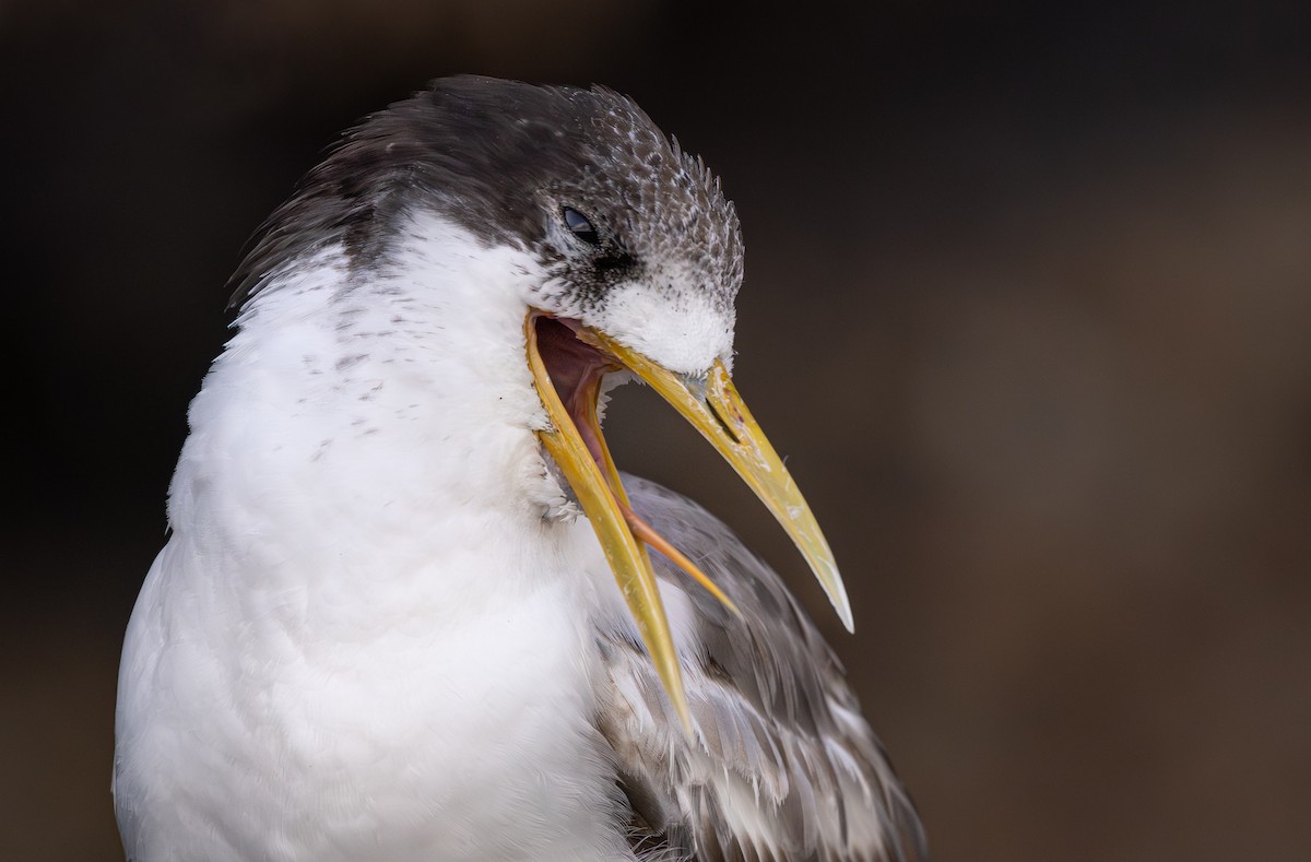 Great Crested Tern - ML625519614