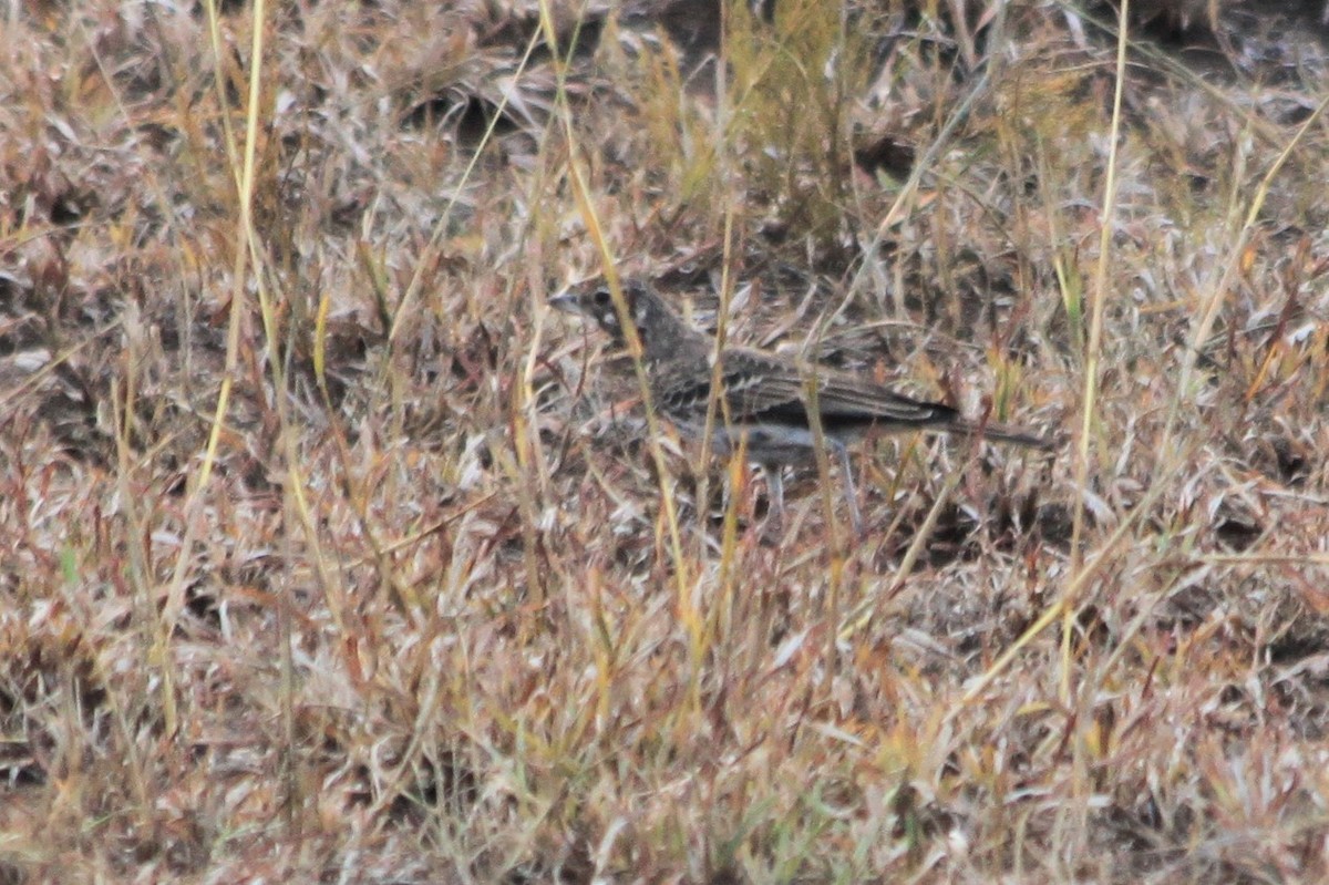 Dusky Lark - ML625519690