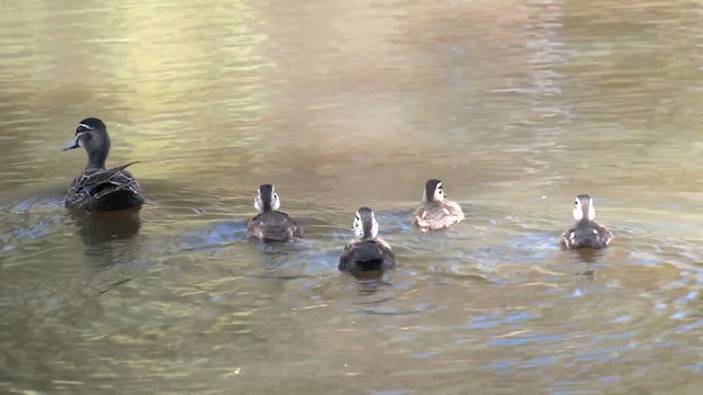 Canard à sourcils - ML625519739