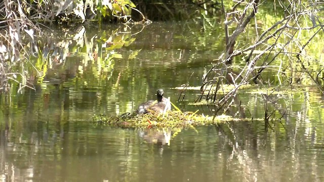 Australasian Grebe - ML625519811